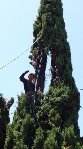 spider italian cypress  